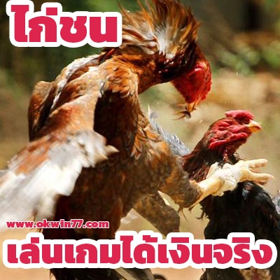 ไก่ชน แข่งนกพิราบ